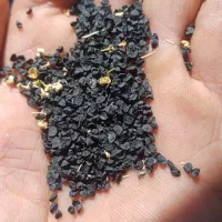 بذر پیاز|خدمات باغبانی و درختکاری|بجنورد, |دیوار