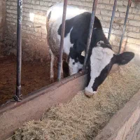 دو عدد گوساله ماده جنس عالی|حیوانات مزرعه|جونقان, |دیوار