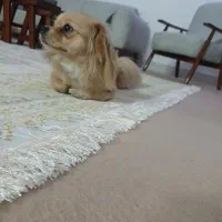 سگ پامر عروسکی|سگ|دلیجان, |دیوار