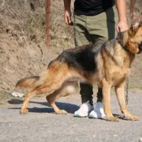 ژرمن ماده معاوضه با جوجه لاری ۶ تا ۹ ماه