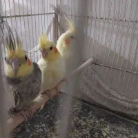 عروس هلندی