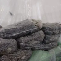 کمپوست قارچ دکمه ای ملارد