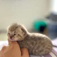 توله اسکاتیش نر