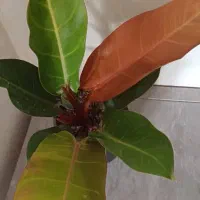 گلها فروشی|گل و گیاه طبیعی|خاش, |دیوار