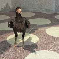 فروش جوجه لاری ،مرغ و خروس