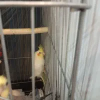 عروس هلندی|پرنده|وحیدیه, |دیوار