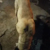 سگ نر سرابی نسل دار  یک ساله خیلی قدرت مند