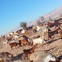 نیستم|حیوانات مزرعه|کازرون, |دیوار