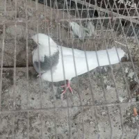 ۲۱ کفتر ماده|پرنده|شیراز, اکبر آباد|دیوار