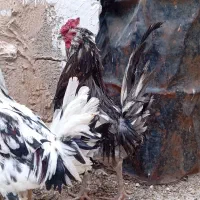 مرغ خروس گلین اصل|حیوانات مزرعه|شیراز, داریون|دیوار