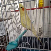 فروش عروس هلندی