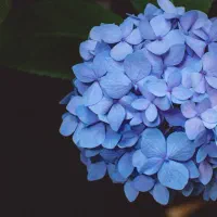 کلاس انلاین کاشت گیاه