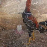 خرروس لاری ۸ ماهه جوان و اصیل