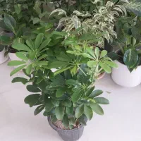 برگ عبایی|گل و گیاه طبیعی|خمینیشهر, |دیوار