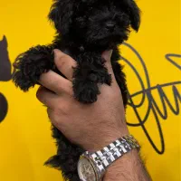 سگ پودل توی|سگ|تهران, باغ فیض|دیوار