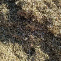 کاه لوبیا چیتی