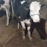 گوساله ماده سیمینتال|حیوانات مزرعه|بیلوار, |دیوار