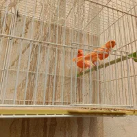 قناری رد فکتور مست خون