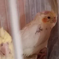 عروس هلندی نرو ماده|پرنده|چناران, |دیوار