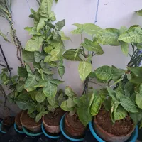 گل پنجه قاضی|گل و گیاه طبیعی|پاکدشت, پاکدشت (مامازند)|دیوار