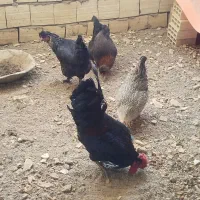 مرغ جوان و تخم گذار