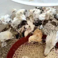 جوجه مرغ برهما،کوشین،گردن‌لخت از مولدهای خالص|حیوانات مزرعه|رودشت (اصفهان), |دیوار