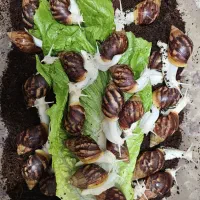 حلزون درمانی و تزیینی