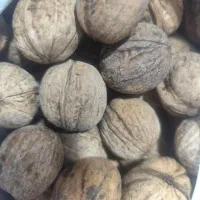 گردو امسالی