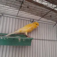 قناری نر دستی|پرنده|اصفهان, رحیم‌آباد|دیوار