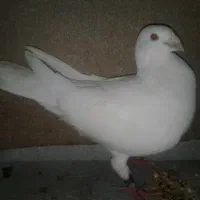 کبوتر هومر سفید جفت