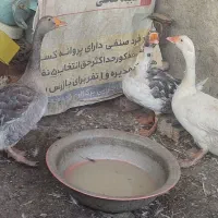 غاز
