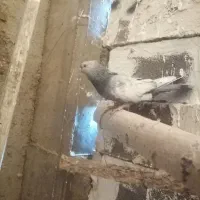 کفتر شهری بهبونی|پرنده|شیراز, شهرک مفتح|دیوار