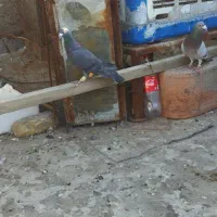 2کبوتر گم کردم امروز