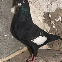 سرک سیاه|پرنده|شیراز, شهرک نیروی انتظامی|دیوار