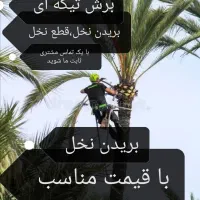 بریدن نخل و درخت قطع نخل و درخت هرس ت نقاط اهواز