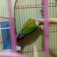 گرینجیک نر سالم وسر حال سن حدود یه سال ونیم|پرنده|بندر امام خمینی, |دیوار