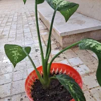 گل طبیعی دیفن باخیا|گل و گیاه طبیعی|گلبهار, شهر جدید گلبهار|دیوار