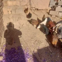 ۷تا مرغ جوان|حیوانات مزرعه|اسفراین, |دیوار