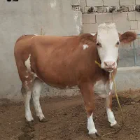 گاو (تلیسه ی سیمینتال ۴ماه آبستن)