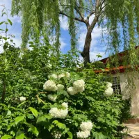 فروش ویلای 515متری دوخواب چهار باغ عرب آباد|فروش خانه و ویلا|چهارباغ, |دیوار