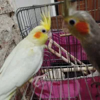 جوجه یک ماهه عروس هلندی سینامون و لوتینو