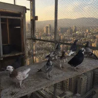 کبوتر