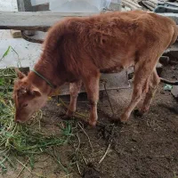 گوساله ماده