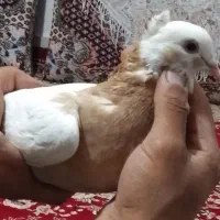 فروش کبوتر طوقی|پرنده|اسفرورین, |دیوار