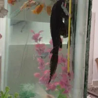 گربه ماهی یا لجن خوار