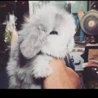 بچه خرگوش