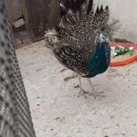 طاووس نر مصری ۷ماهه