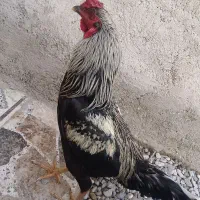 به عکس توجه کنید