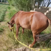 اسب مادیان|اسب و تجهیزات اسبسواری|بستان آباد, |دیوار