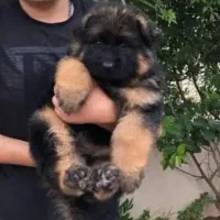 توله های ژرمن اصیل با کیفیت|سگ|رشت, حومه رشت|دیوار